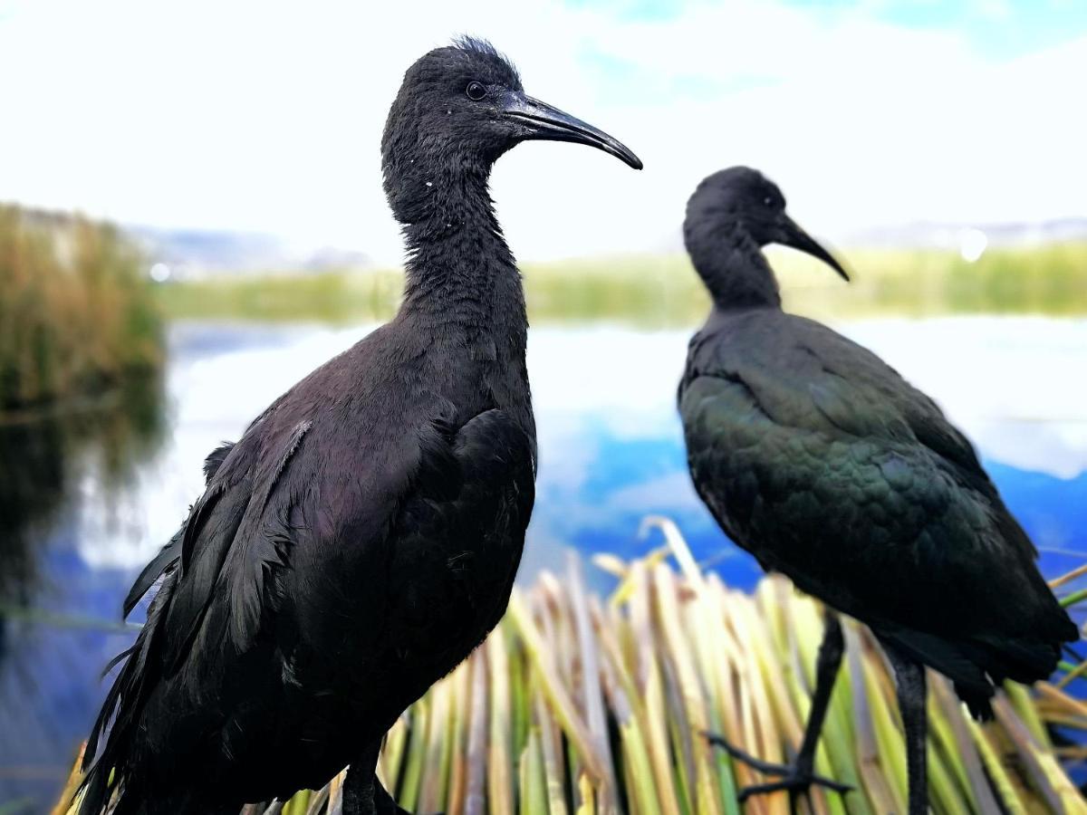 Ecoturismo, Los Uros Puno Exteriör bild