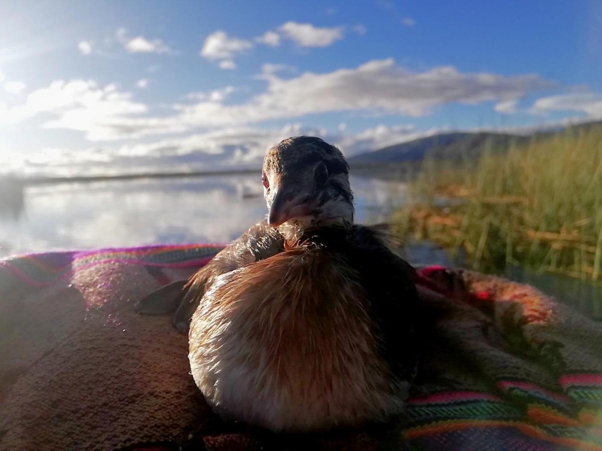 Ecoturismo, Los Uros Puno Exteriör bild